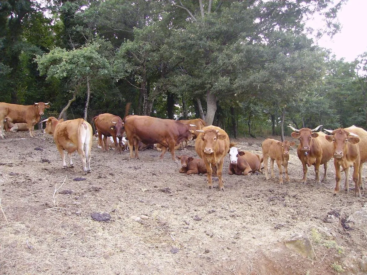 Agriturismo Santa Barbara Farm stay Sorano (Grosseto)